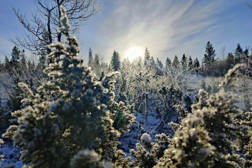 Day in Inari - Siida Museum, Open Fire Lunch & Reindeer Farm