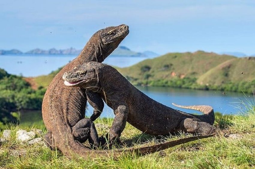 Explore Komodo Island Tour by East Cruise Komodo