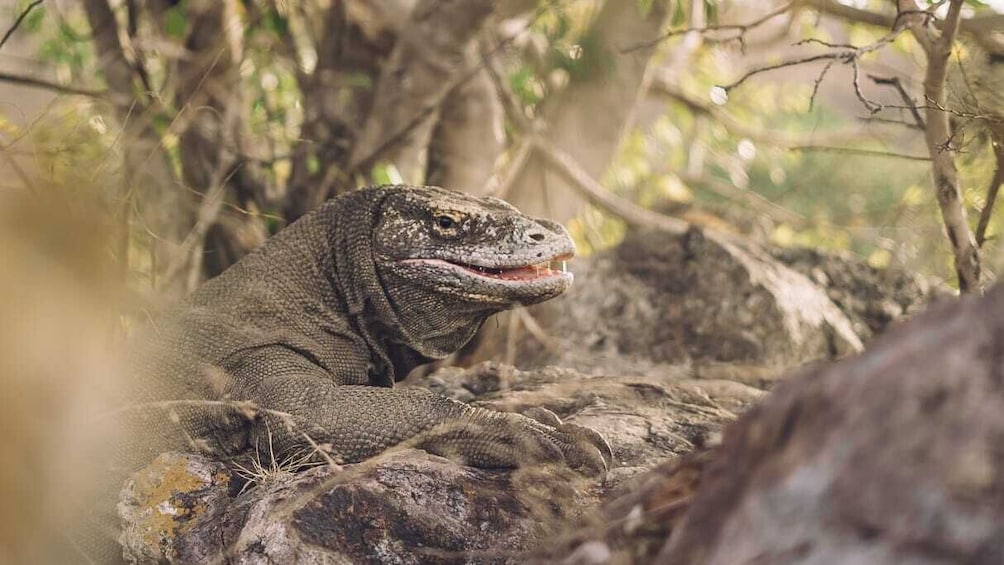 Explore Komodo Island Tour by East Cruise Komodo