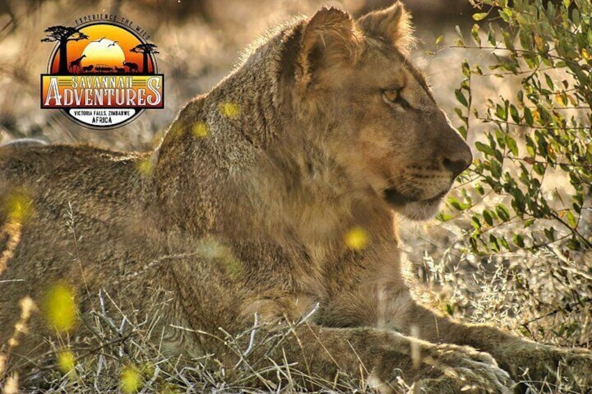 Lions seen on one of our Safari Game Drives