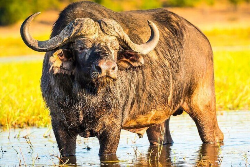 Buffalo in the water