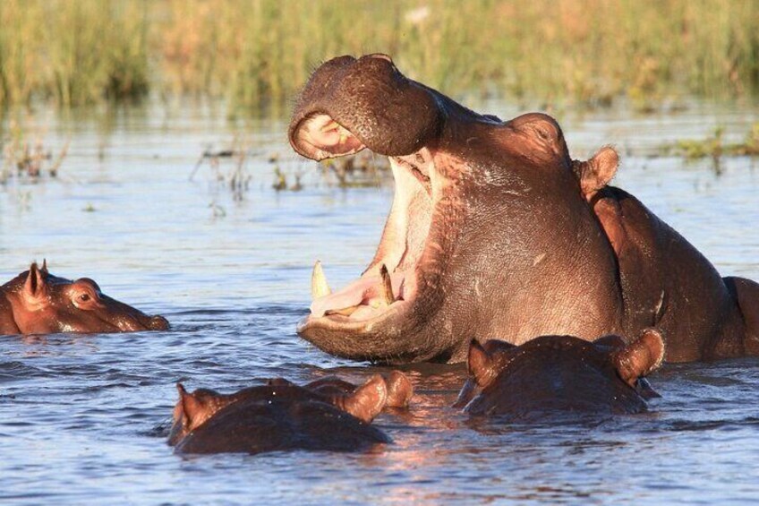 Hippos are very common in the Zambezi river
