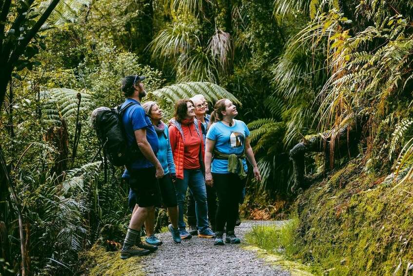 Picture 12 for Activity Franz Josef: Half-Day Guided Tour to Okarito