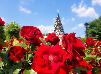 Depuis Séoul : Billet d'entrée à Everland avec transfert