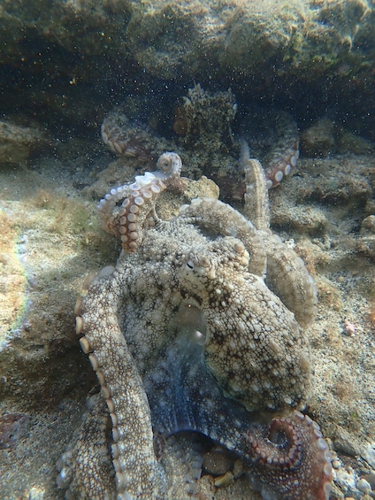 Picture 19 for Activity Porto Santo: Snorkeling Tour