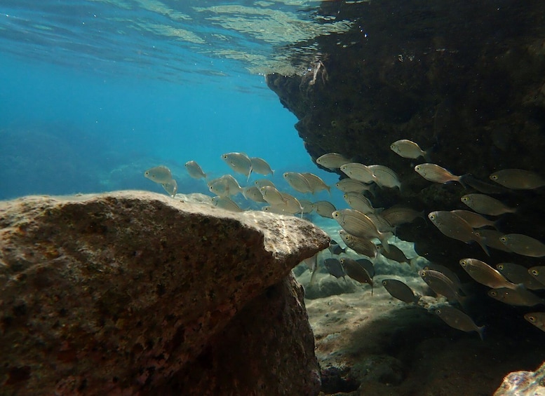 Picture 6 for Activity Porto Santo: Snorkeling Tour