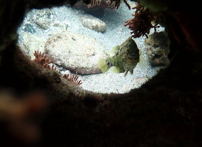 Picture 16 for Activity Porto Santo: Snorkeling Tour