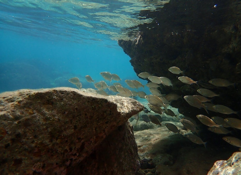 Picture 3 for Activity Porto Santo: Snorkeling Tour