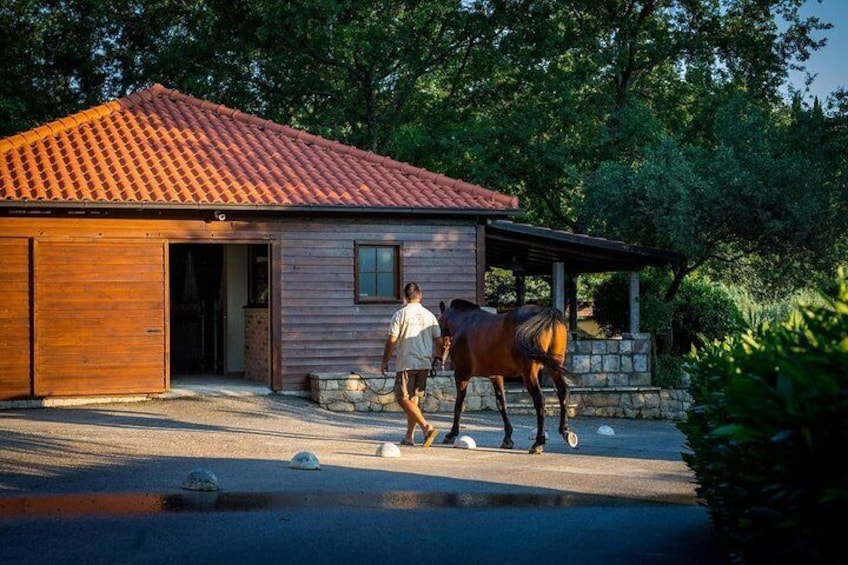 Horseback Riding in Konavle Region with Transport from Dubrovnik