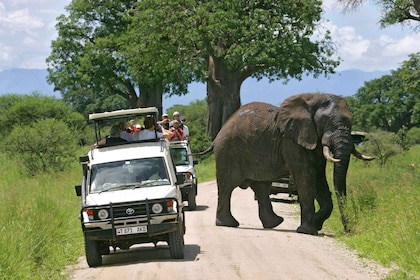 Arusha: safari de vida silvestre de día completo en el Parque Nacional Tara...