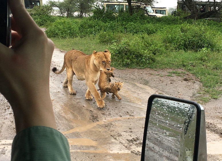 Picture 3 for Activity Arusha: Tarangire National Park Full-Day Wildlife Safari