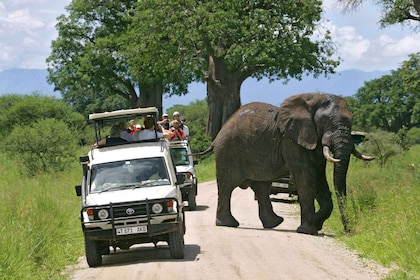 Arusha : Tarangire National Park Safari de la faune d’une journée