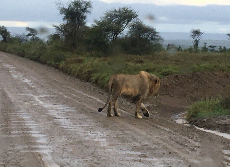 Picture 2 for Activity Arusha: Tarangire National Park Full-Day Wildlife Safari