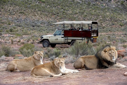 Cape Town: Aquila Game Reserve Day Entrance & Game Drive