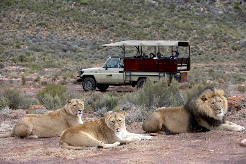 Cape Town: Aquila Game Reserve Day Entrance & Game Drive