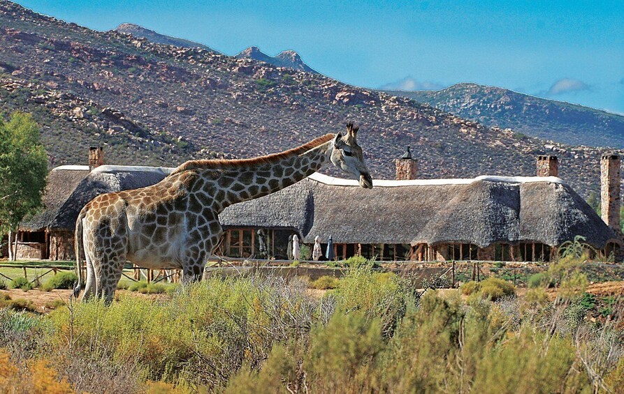 Picture 11 for Activity Cape Town: Aquila Game Reserve Day Entrance & Game Drive