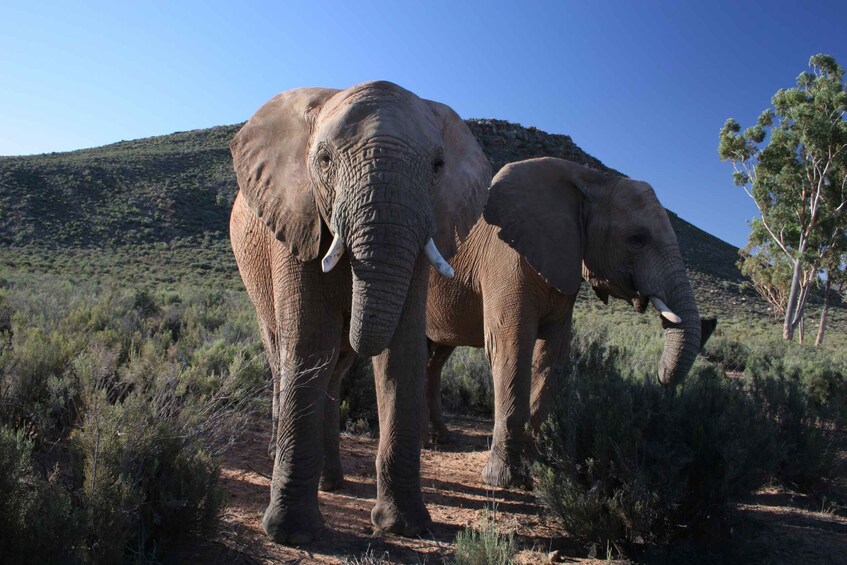 Picture 8 for Activity Cape Town: Aquila Game Reserve Day Entrance & Game Drive