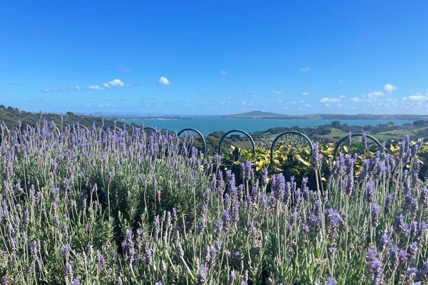 View from Mudbrick Vineyard Cellar Roof 