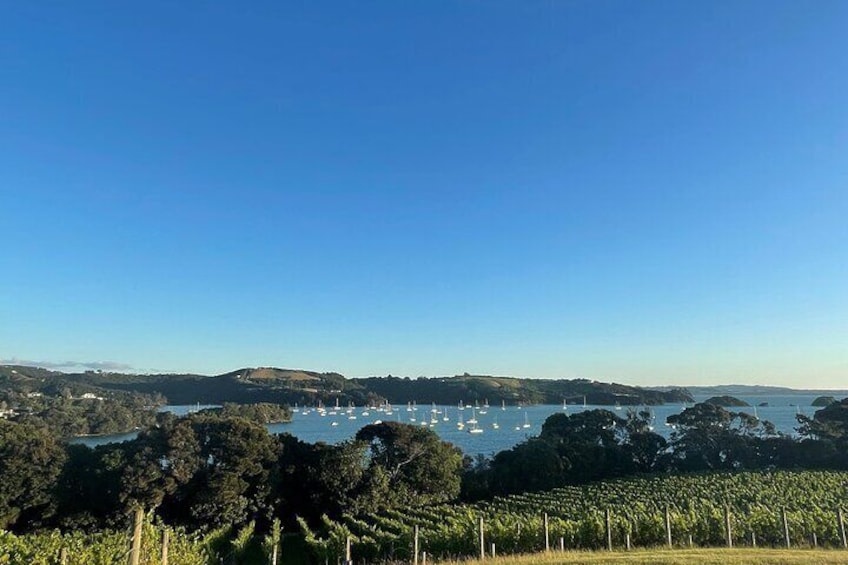 View from Goldie Vineyard lookout. Goldie is sometimes the lunch venue when Stonyridge is not available 