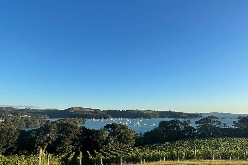 View from Goldie Vineyard lookout. Goldie is sometimes the lunch venue when Stonyridge is not available