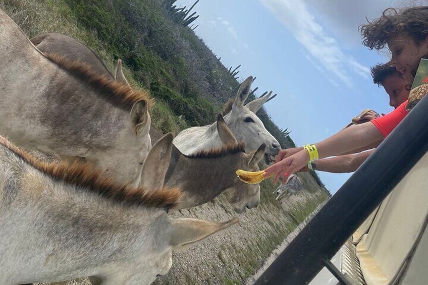 Half-Day Private Tour of Natural Pool and Baby Beach in Aruba