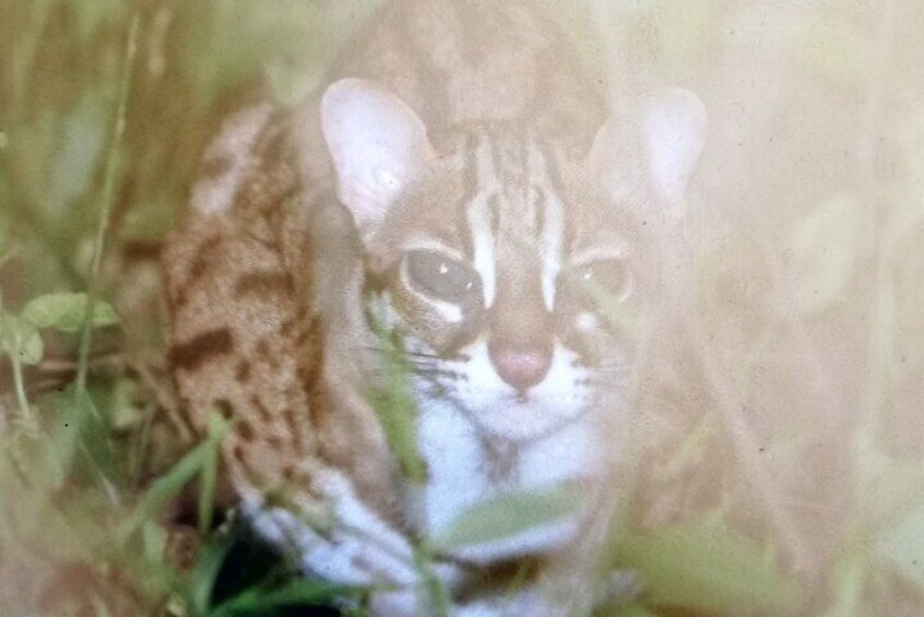In the night time we try to explore our jungle near to our campsite to see the nocturnal animals and luckly we found we found the wild cat (Pardofelis marmorata)