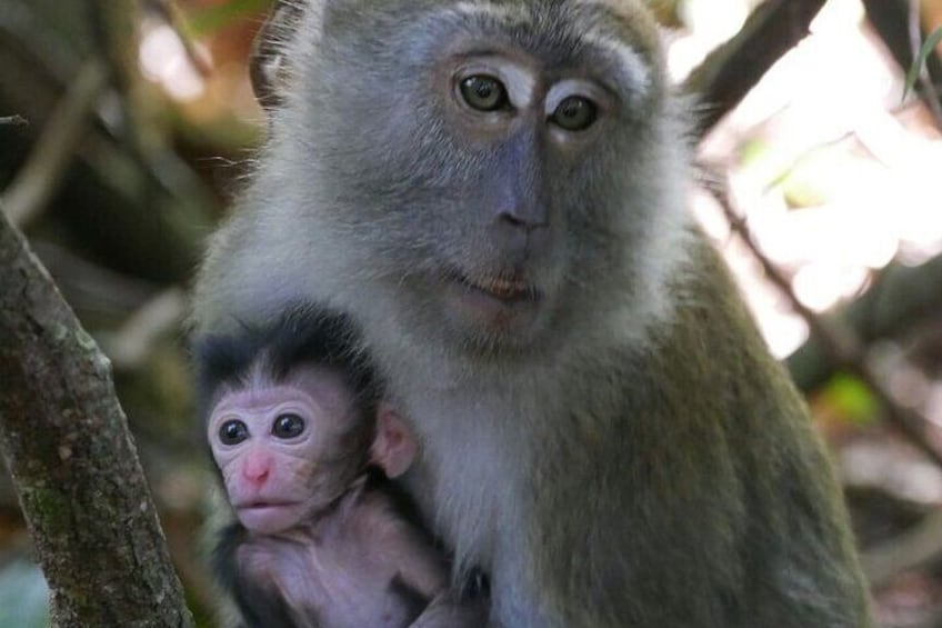 Look at how cute is the baby and the mother of the monkey (Macaca fascicularis)
