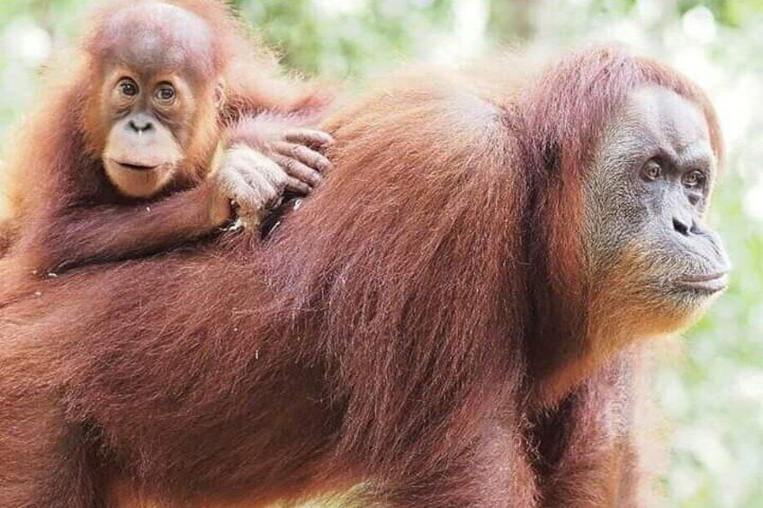The Sumatran orangutan (Pongo abelli) is the rarest species of orangutan. The Sumatran orangutan lives and is endemic to Sumatra, an island located in Indonesia. Their bodies are smaller than the Born