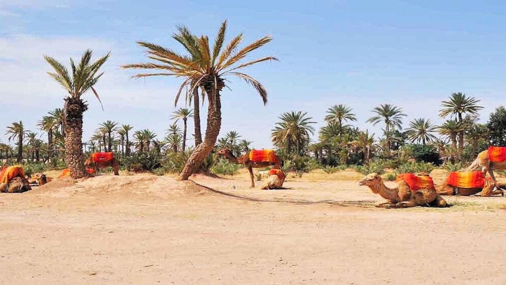 Camels resting near palm trees in Ourika Valley