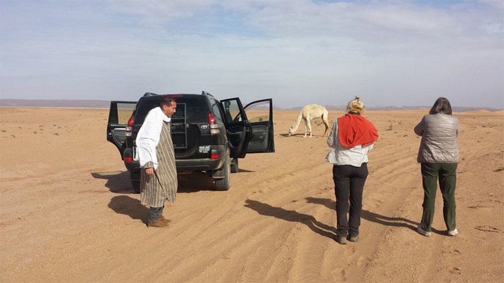 Tour group parked in the desert to look at a roaming camel in Morocco