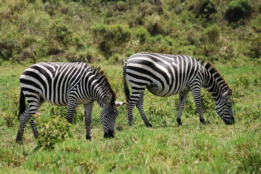 Picture 4 for Activity Arusha: Arusha National Park Day Trip w/ Game Drives & Lunch