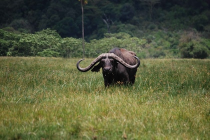 Arusha: Dagstur til Arusha nasjonalpark med viltturer og lunsj