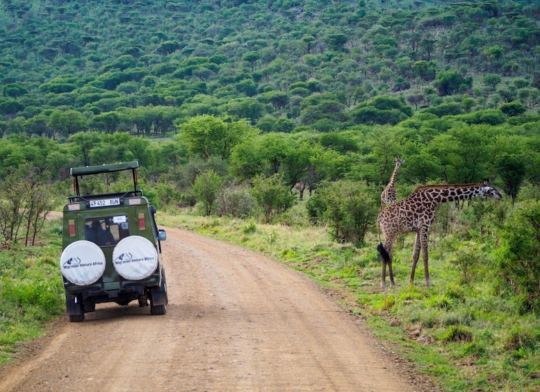 Picture 11 for Activity Arusha: Arusha National Park Day Trip w/ Game Drives & Lunch