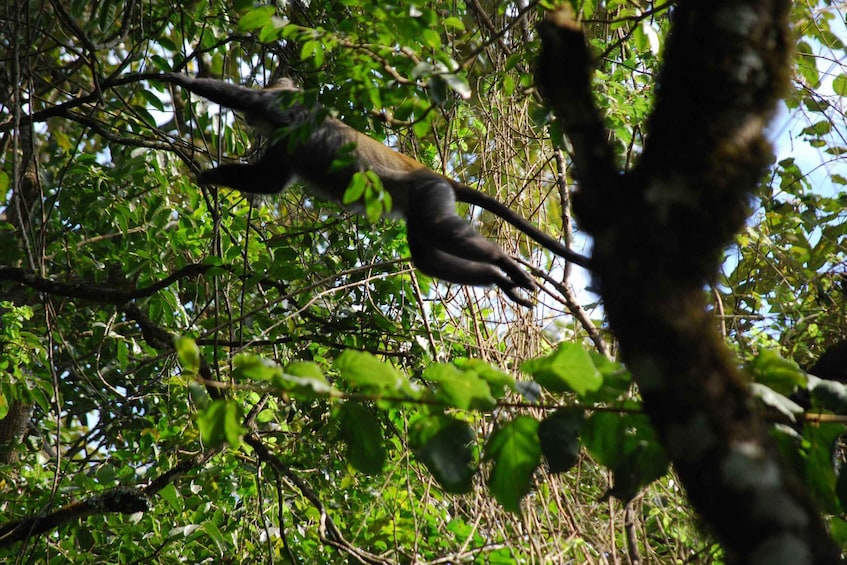 Picture 3 for Activity Arusha: Arusha National Park Day Trip w/ Game Drives & Lunch