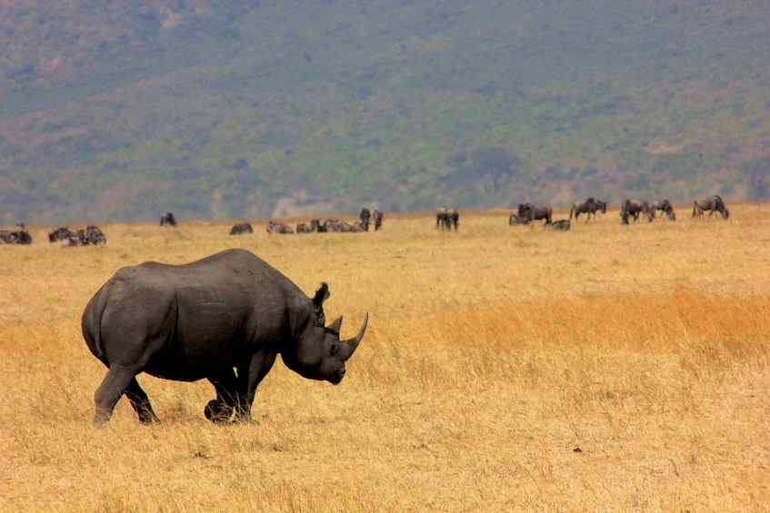 Picture 1 for Activity From Arusha: 3-Day Tarangire, Ngorongoro, and Manyara Safari