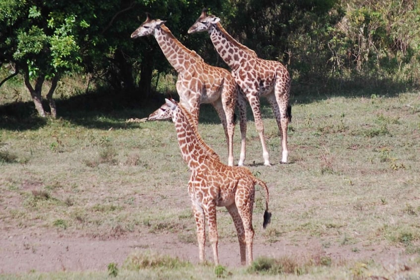 Picture 10 for Activity From Arusha: 3-Day Tarangire, Ngorongoro, and Manyara Safari