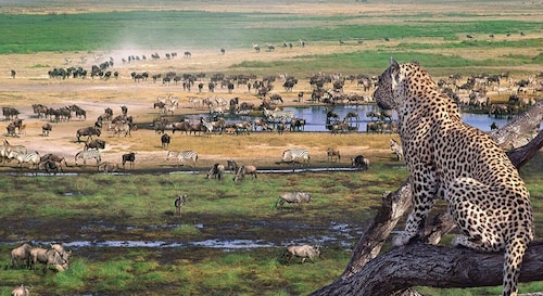 Desde Arusha: safari de 3 días en Tarangire, Ngorongoro y Manyara