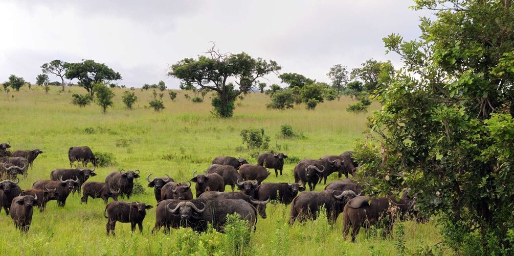 Picture 11 for Activity From Arusha: 3-Day Tarangire, Ngorongoro, and Manyara Safari