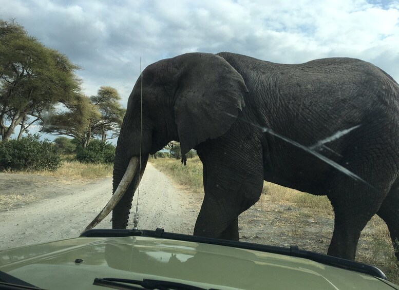 Picture 7 for Activity From Arusha: 3-Day Tarangire, Ngorongoro, and Manyara Safari