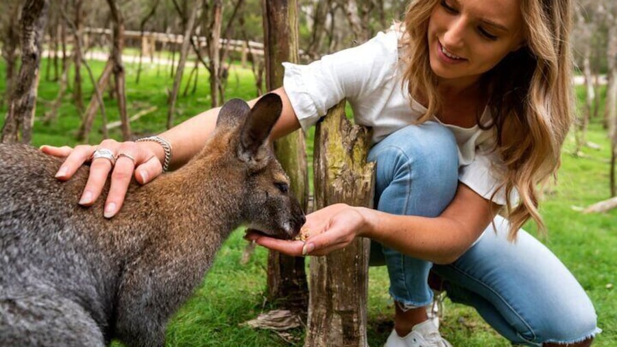 Wallaby walk - image taken at Moonlit Sanctaury