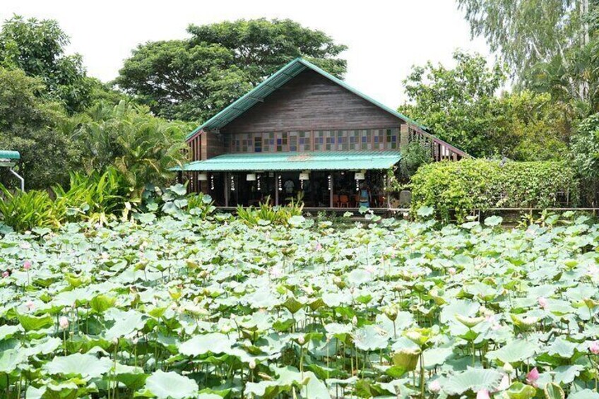 Lotus Pond