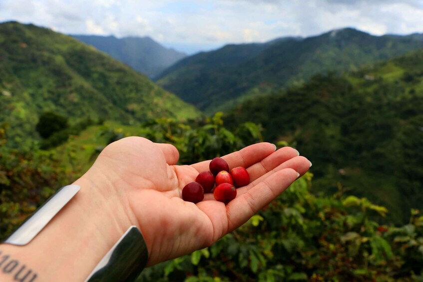 Picture 12 for Activity Salgar: La Manchuria Coffee Reserve Guided Tour with Lunch