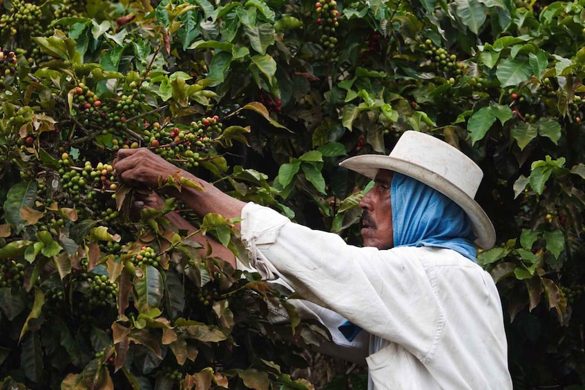 Picture 4 for Activity Salgar: La Manchuria Coffee Reserve Guided Tour with Lunch