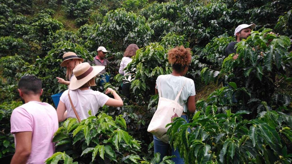 Picture 2 for Activity Salgar: La Manchuria Coffee Reserve Guided Tour with Lunch