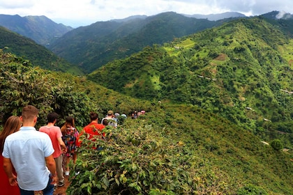 Salgar : La Manchuria Coffee Reserve Visite guidée avec déjeuner