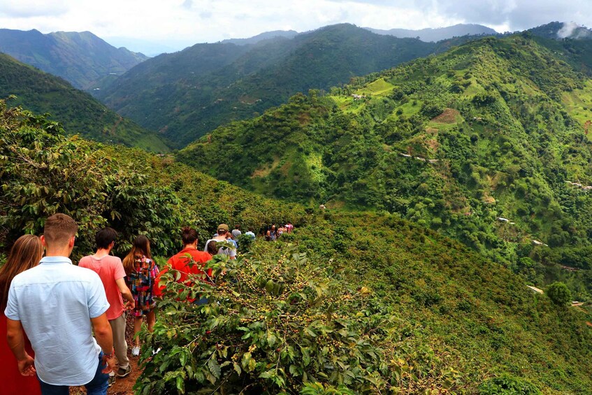 Salgar: La Manchuria Coffee Reserve Guided Tour with Lunch