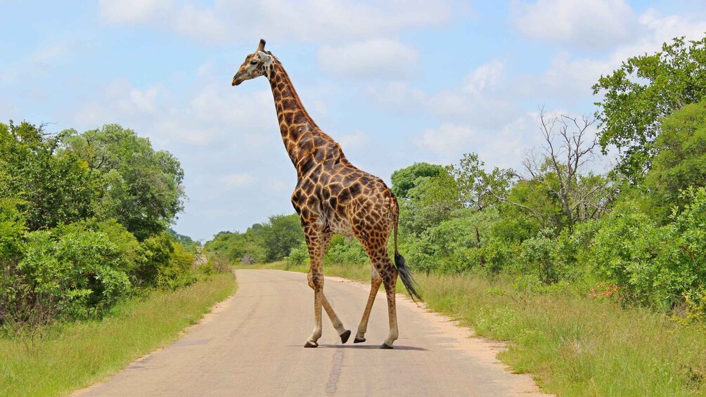 Picture 7 for Activity Hazyview: Private Full-Day Kruger Safari