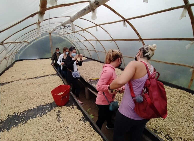 Picture 1 for Activity From Medellin: Private Envigado Coffee Tour with Tastings