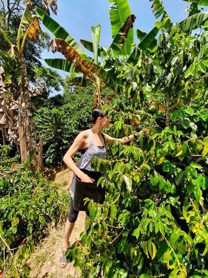 Picture 5 for Activity From Medellin: Private Envigado Coffee Tour with Tastings