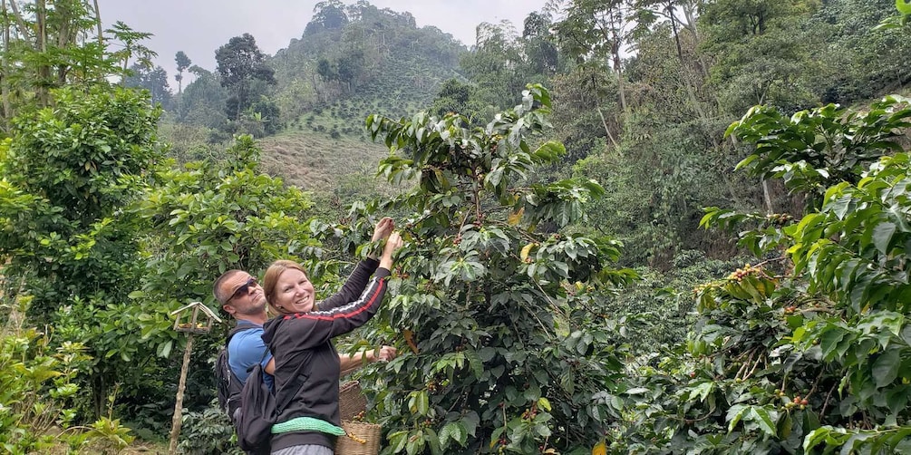 Picture 3 for Activity From Medellin: Private Envigado Coffee Tour with Tastings